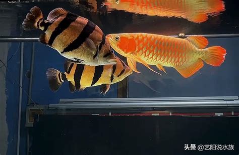 龍魚打架